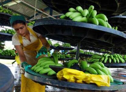 Una mujer coloca bananos para exportar en una plantación cercana a la localidad de Parrita, en Costa Rica
