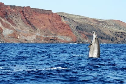 Un ejemplar de zifio frente a la costa meridional de El Hierro.