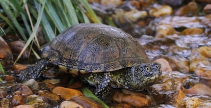 Un ejemplar de galápago europeo.