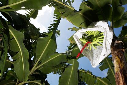 Detalle de los bananos orgánicos que produce en su plantación.