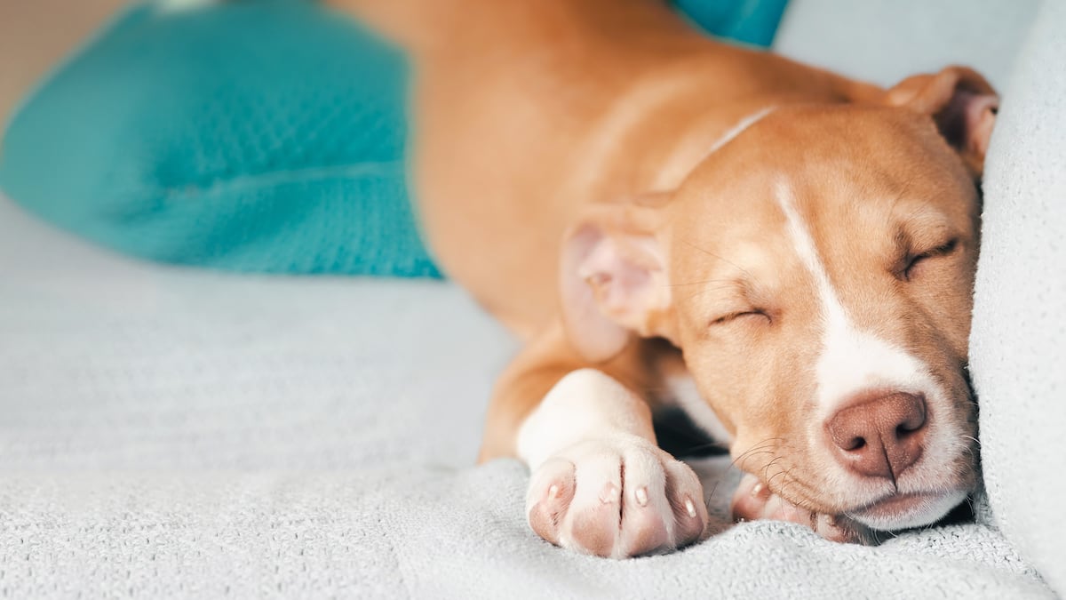 Do dogs dream? What about? | Science - EL PAÍS English