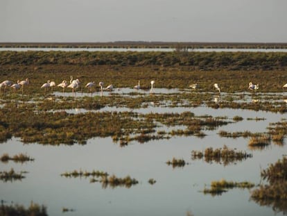 Flamencos en la marisma de Trebujena, en enero de 2023.