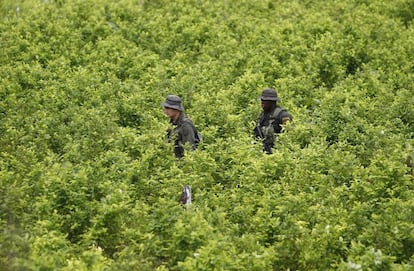 Policías patrullan un cultivo de coca en el sur de Colombia. 