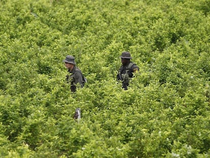 Policías patrullan un cultivo de coca en el sur de Colombia. 