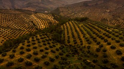 Vista aérea de un olivar ecológico de la Sociedad Cooperativa Andaluza San Vicente en Jaén