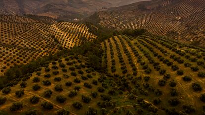 Vista aérea del trabajo de recogida de la aceituna en un olivar ecológico de la S.C.A. San Vicente, el 29 de noviembre de 2023.