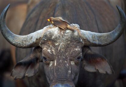 Un oxpecker de pico rojo descansa en la cabeza de un búfalo africano en el Parque Nacional de Tsavo East (Kenia), el 16 de febrero de 2017.