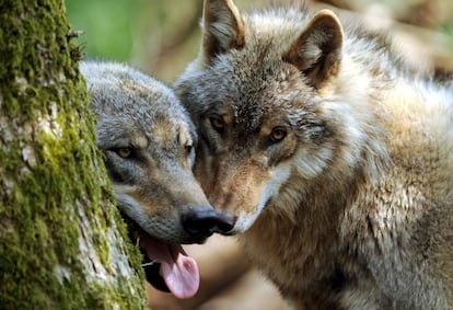 Dos ejemplares jóvenes de lobo se esconden tras un árbol en el parque Doerverden (Alemania).