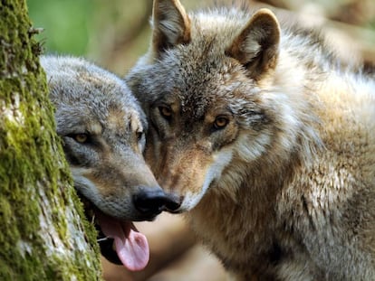 Dos ejemplares jóvenes de lobo se esconden tras un árbol.