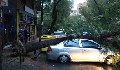 Árbol caído en la calle de Marqués de Jura Real, en Carabanchel.