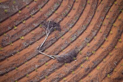 El fotógrafo español Daniel Beltrá ha obtenido el segundo premio en la categoría <i>One Earth</i> En la imagen se ve la tala de un último árbol, en la isla de Borneo, Indonesia, en una plantación de aceite de palma (Fotografía proporcionada por  Veolia Environnement Wildlife Photographer of the Year 2010).