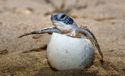 Tartaruga marinha, uma das esp&eacute;cies amea&ccedil;adas de extin&ccedil;&atilde;o. 