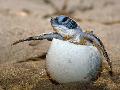 Tartaruga marinha, uma das esp&eacute;cies amea&ccedil;adas de extin&ccedil;&atilde;o. 