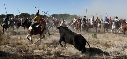 El toro de la Vega, que ha muerto de varias lanzadas, es una tradición duramente criticada por los ecologistas