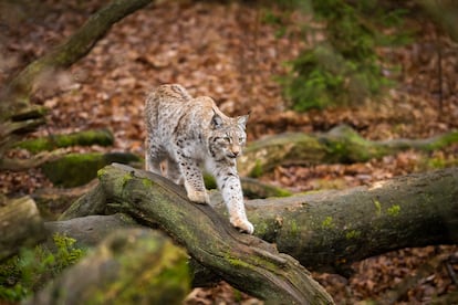 En la imagen, ejemplar de lince boreal o euroasiático, cuyo rango de distribución va desde Francia hasta Siberia.