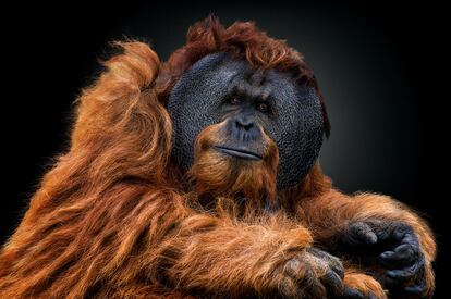 Un orangután, casi un espejo de nosotros mismos.