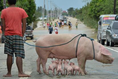 Cuatro lechones son amamantados mientras el dueño observa como se inunda la carretera en la ciudad de Santa Rosa en Filipinas.