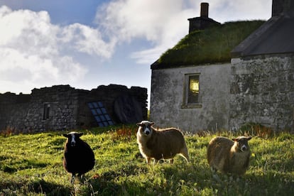  Las ovejas pastan al lado de una vieja casa de campo en la isla de Foula.