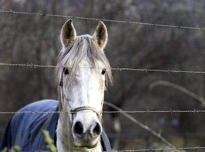 Imagen de archivo de un caballo.