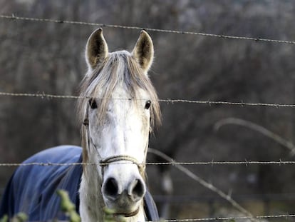 Imagen de archivo de un caballo.