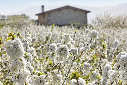 El valle del Jerte se pinta de blanco durante la primavera. Más de un millón de cerezos florecen cubriendo de un manto níveo la sierra de Tormantos y los montes Traslasierra, ofreciendo un espectáculo natural de increíble belleza. El río Jerte (Xerit, río cristalino) inunda el valle y riega sus tierras convirtiéndolas en unas de las más fértiles de la región, y para celebrar el <a href="http://turismovalledeljerte.com/cerezo-en-flor" target="_blank">Cerezo en Flor</a> las localidades de la comarca invitan a conocer y disfrutar de la cultura local hasta el próximo 3 de mayo, a través de diversas actividades como obras de teatro, conciertos, rutas en la naturaleza, actividades deportivas, mercadillos o pasacalles tradicionales, entre otras.