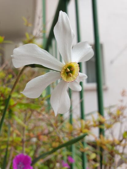 'Narcissus poeticus' en abril.