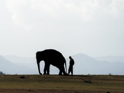 La población mundial de elefantes ha descendido de los 10 millones a principios del siglo XX a los 450.000 actuales
