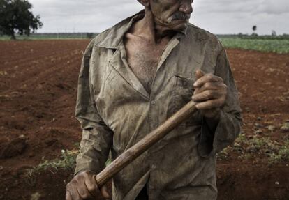 Antonio Ernesto, de 63 años, comienza la segunda mitad de su jornada de trabajo en los campos de Chafarinas, en Güira de Melena. Debido a las duras condiciones de calor en Cuba, los 'guajiros' (campesinos), trabajan desde el alba hasta el mediodía, y sólo reemprenden la jornada a última hora de la tarde. La agricultura cubana presenta desde hace varias décadas unos niveles de productividad muy bajos. Incrementarla es una de las prioridades que se ha marcado el gobierno de Raúl Castro, que llego a calificar el propósito como un asunto “de seguridad nacional”. Güira de Melena, en la provincia de Artemisa, colindante con La Habana, es una las principales áreas rurales por las que el gobierno de Cuba ha apostado en su plan de Agricultura Suburbana, con el que se pretende promover el cultivo de alimentos en los cinturones de las grandes ciudades. El objetivo es la seguridad alimentaria, sustituyendo las exportaciones por un consumo de lo local.