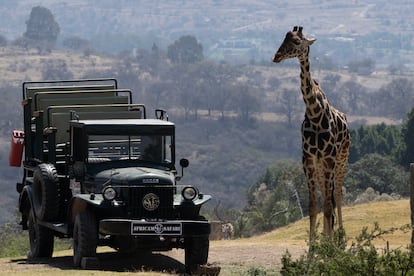 La jirafa llegó hace un mes al parque Africam Safari, en Puebla, donde convivirá con una manada de siete individuos más. 