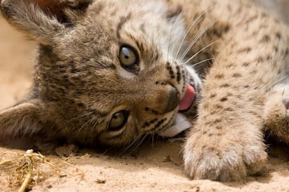 Un lince ibérico en cautividad.