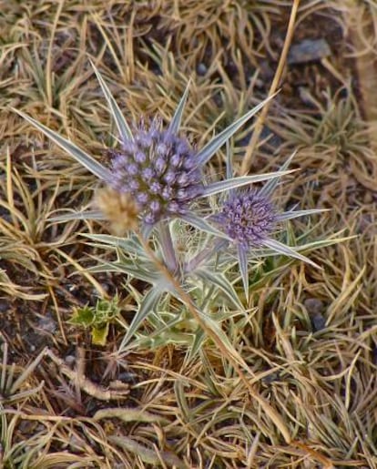 El &#039;Eryngium glaciale&#039; es una de las especies end&eacute;micas de Sierra Nevada que se puede encontrar por encima de los 3.000 metros. Est&aacute; hibridando con especies emparentadas como el cardo azul.