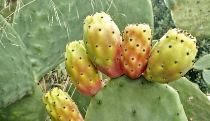 Figues de moro.