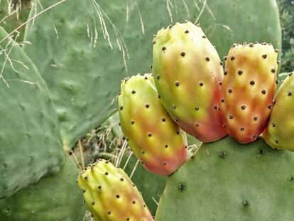 Figues de moro.