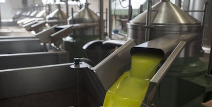 Extracción de aceite de oliva en una cooperativa de Jaén