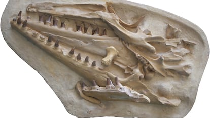 Plaster replica of the mosasaur skull kept by the Natural History Museum of Maastricht.