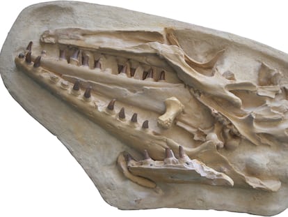 Plaster replica of the mosasaur skull kept by the Natural History Museum of Maastricht.