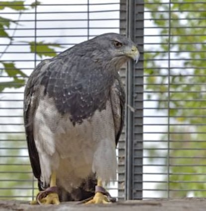 Águila escudada en el centro FIEB.