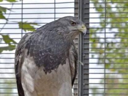 Águila escudada en el centro FIEB.