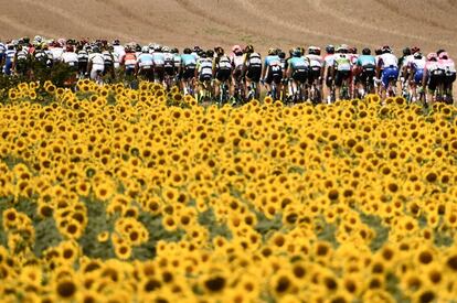 Los ciclistas participantes en el Tour de Francia pasan junto a un campo de girasoles entre las localidades francesas de Carcassonne y Bagneres-de-Luchon, el 24 de julio de 2018.