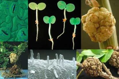 Imágenes de la <i>Agrobacterium tumefaciens.</i>