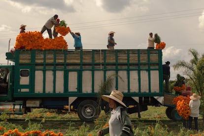 Según la tradición mexicana, durante los días dedicados a sus difuntos, las calles y hogares son adornados con esta flor de color anaranjado. La primera cosecha de la temporada de la familia de Alejandro de Jesús llegará hasta Saltillo, Coahuila (México).