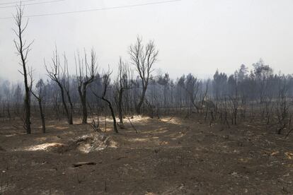 Bosque quemado en el término municipal de Perales del Puerto (Cáceres).