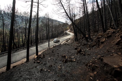 Vista de la zona de pinos quemados en la zona del Puerto de Las Peñas Blancas (Jubrique, Málaga), tras quedar ser arrasado por el incendio de Sierra Bermeja.