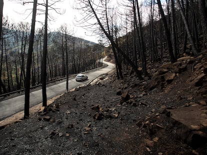 Vista de la zona de pinos quemados en la zona del Puerto de Las Peñas Blancas (Jubrique, Málaga), tras quedar ser arrasado por el incendio de Sierra Bermeja.