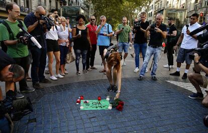 A woman lays flowers on La Rambla in tribute to the victims of the terrorist attacks in Catalonia.