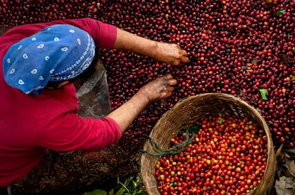 Um colhedor de café separa cerejas maduras colhidas a dedo em uma fazenda no oeste de El Salvador. O café tem sido uma importante fonte de renda para a economia salvadorenha há mais de um século.