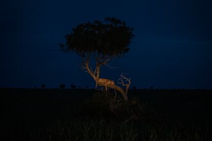 Una leona descansa en el tronco de un árbol en el Parque Nacional de Murchison Falls.