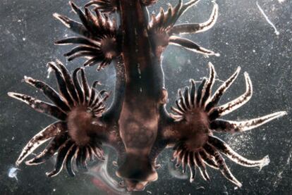 Un molusco nudibranquio capturado en las profundidades del océano Índico, durante la expedición Malaspina.