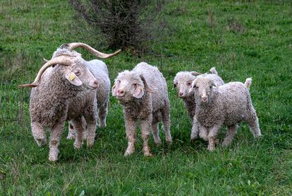 Cabras de Angora en Abaurrea.