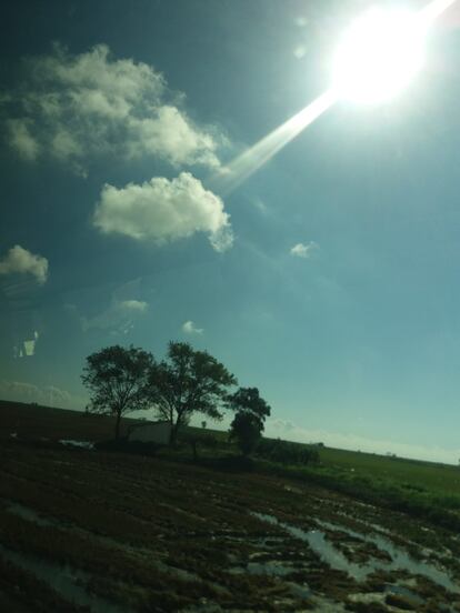 Imagen de los arrozales del Delta del Ebro, esta semana.